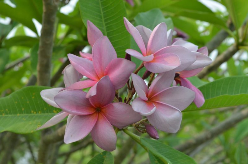 P802-A Purple Seedling- 5 Seeds
