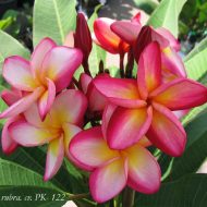 PK-122-Large Size- LAST ONE