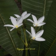 Rust Free Sp. From Panama- 5 Seeds