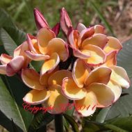 Paramino/Palamino- Rare- 5 seeds