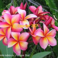 Pattaya Star- LAST ONE