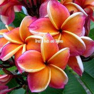 Penang Peach- 5 seeds--VERY LIMITED!