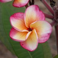 Phet Chompoo- 5 Seeds