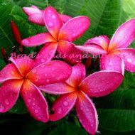 Pink Abby- (OZ)-  5 Seeds- LAST PACK!