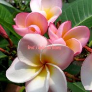 Pink Mist- Very Compact Grower