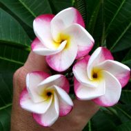 Pink Pansy