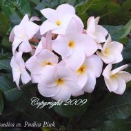 Pink Pudica Hybrid