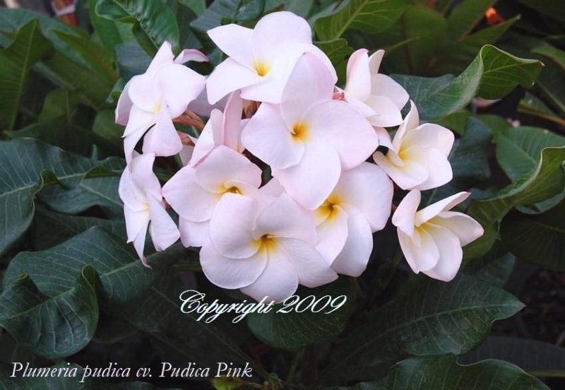 Pink Pudica Hybrid