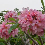 Rust Resistant Pink San German-5 Seeds