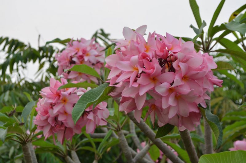 Rust Resistant Pink San German-5 Seeds