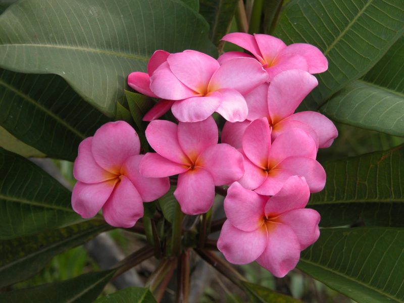 Pink Silk- 5 Seeds