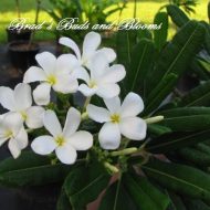Plumeria obtusa 'Yucatan'- 5 seeds