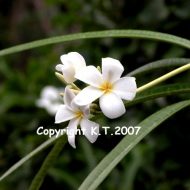 Plumeria sp. alba- 5 Seeds