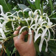 Plumeria stenopetula- Weeping Petals; FRAGRANT