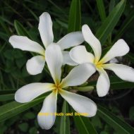 Plumeria stenophylla