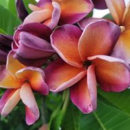 Poetry- New for 2026! ROOTED Plumeria Plant