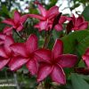 Pompano Pink - Image 2