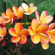 Poy Nang Nuea (3 branched with 6 tips)