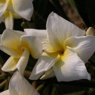 Pupukea Crepe- 50 seeds