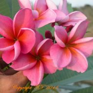 P1005- 5 Seeds-A Purple Seedling