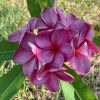 Purple Moon -Exclusive! - Image 2