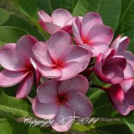 Purple Moon- 8 Seeds--RARE!