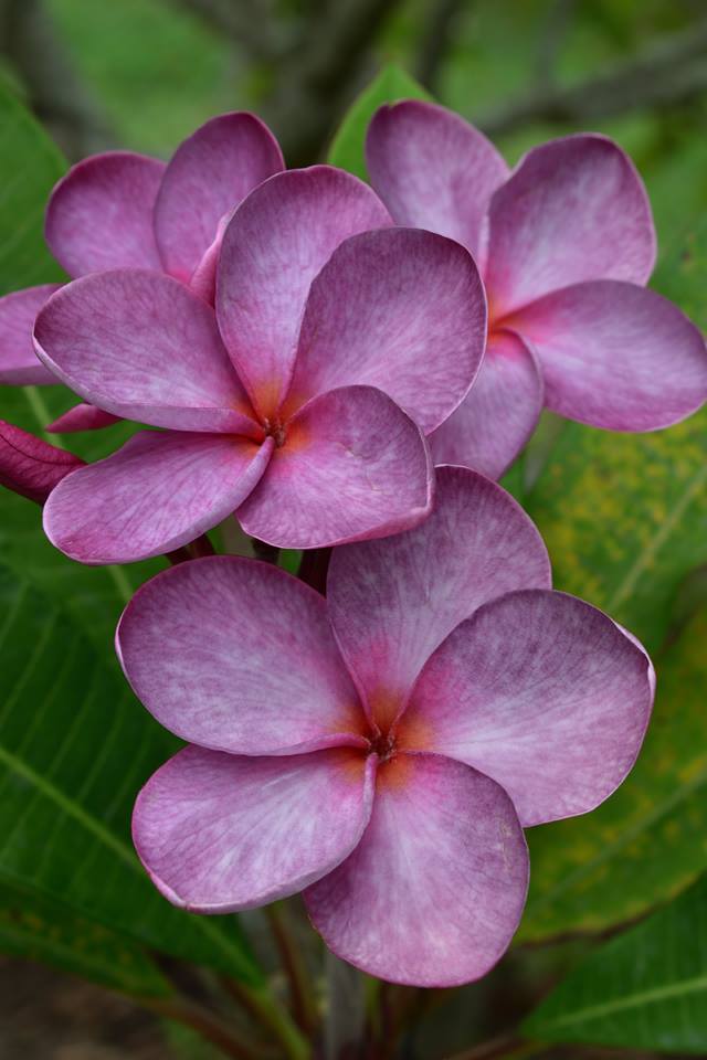 Purple Moon Exclusive! Brad's Buds and Blooms