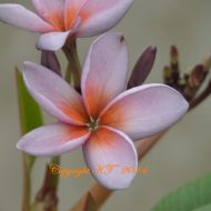 P2000- A Purple Seedling- 5 Seeds