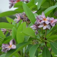 Mixed Purples from Kukiat- 5 Seeds