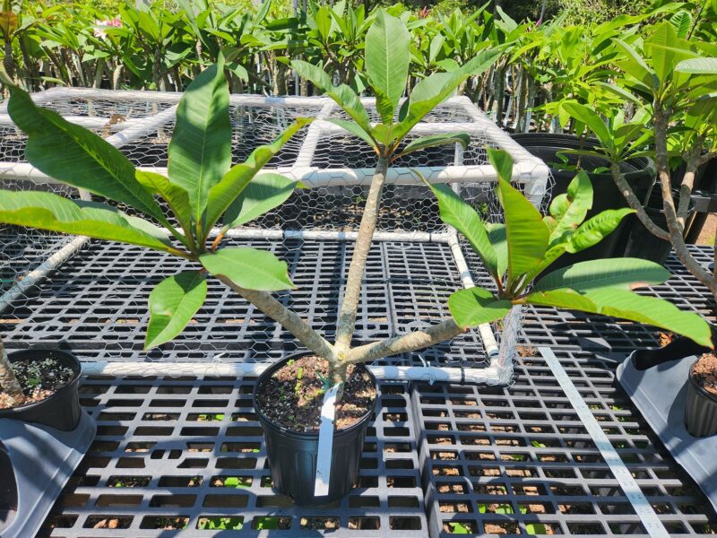 Queen of Hearts- 3 branches - Image 2