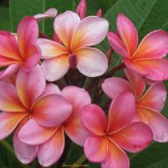 Quandamooka- Limited!