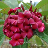 R-03- Gorgeous Red, Compact Grower