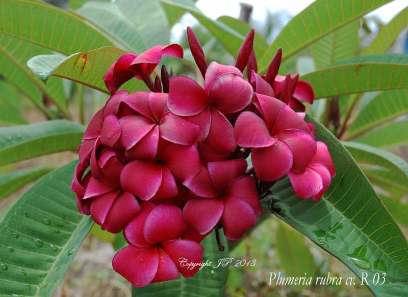 Triple Variety Grafted Plants! Thee colors on ONE Tree! - Image 4