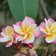 Rainbow Angel--Extremely Rare & Limited- 5 Seeds