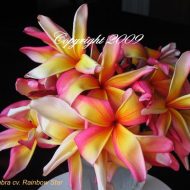 Rainbow Starburst--aka Leela- BIG BLOOMS!