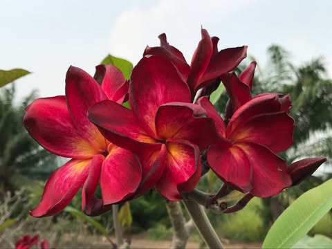 Ramses- New for 2026. GRAFTED Plants - Image 3
