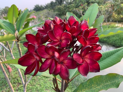 Ramses- New for 2026. GRAFTED Plants - Image 4
