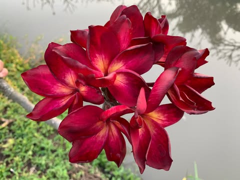Ramses- New for 2026. GRAFTED Plants - Image 6