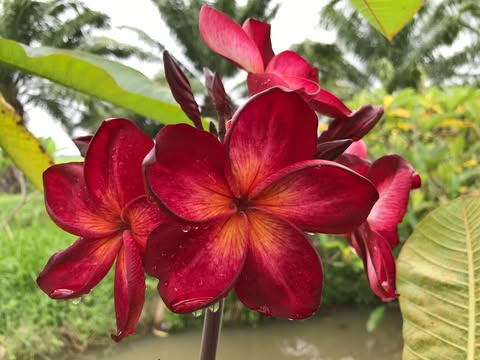 Ramses- New for 2026. GRAFTED Plants - Image 8