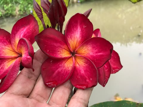 Ramses- New for 2026. GRAFTED Plants - Image 9