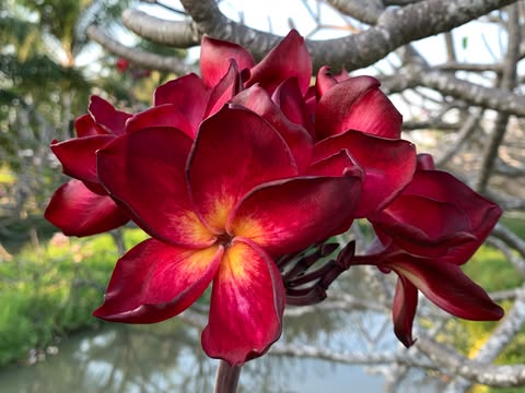 Ramses- New for 2026. GRAFTED Plants - Image 2