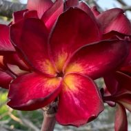 Ramses- New for 2026. GRAFTED Plants