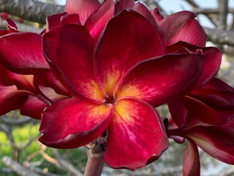 Ramses- New for 2026. GRAFTED Plants