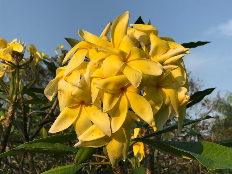 Rapunzel- New for 2024- ROOTED