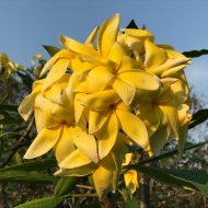 Rapunzel- 5 seeds--SCARCE!