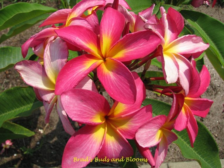 Raspberry Sundae – Brad’s Buds and Blooms