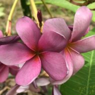 Razzelberry---New for 2025 From Kukiat!