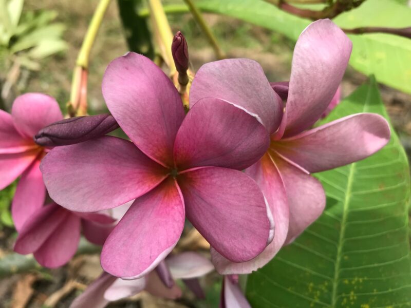 Razzelberry---New for 2025 From Kukiat!