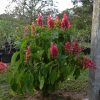Brazilian Red Cloak   Can Not Ship to CA or AZ - Image 2
