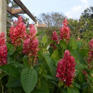 Brazilian Red Cloak   Can Not Ship to CA or AZ